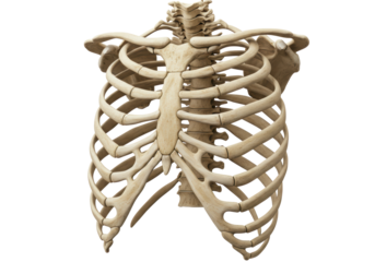 Isolated Detailed Human Ribcage Skeletal Structure