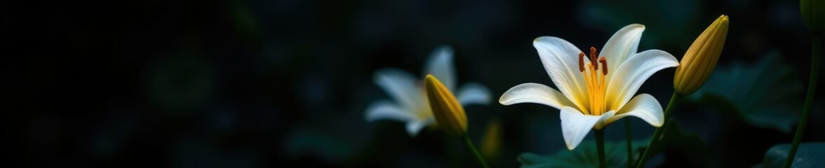 Obraz premium Softly lit white and yellow lily petals against a deep black background create stunning contrast, dark background, evening blooms, nature at night