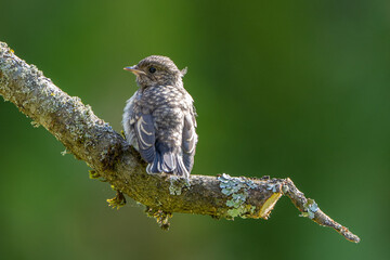 The baby bird sits on a branch