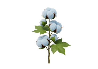 Isolated Cotton Branch with Lush Green Leaves and Soft White Fibers