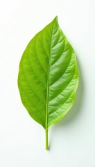 Obraz premium A single leaf isolated on white background with a subtle gradient, color, botanical