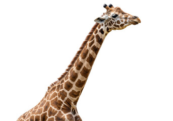 Isolated Giraffe Head and Neck with Elegant Profile