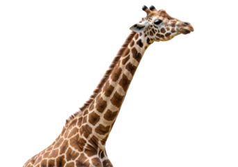 Isolated Giraffe Head and Neck with Elegant Profile