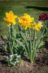 Obraz premium Paris, France - 04 05 2025: Jardin des plantes. Close up shot of colorful flowerbed .