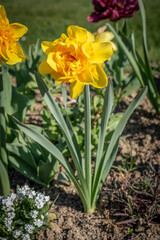 Paris, France - 04 05 2025: Jardin des plantes. Close up shot of colorful flowerbed .