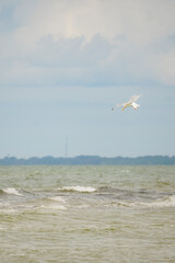 White seagull (disambiguation) skying in the sky and prepared to hunt for water in Baltic Sea with a forest coastline in the background, Latvia