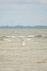 White seagull (disambiguation) diving into the Baltic sea to find food with forest dune background by the horizon
