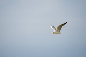 Side view of a White seagull (disambiguation) flying in the sky and looking down in the water