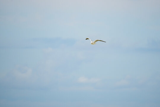 White seagull (disambiguation) flying in the sky and directly looking at you with light blue soft cloud background
