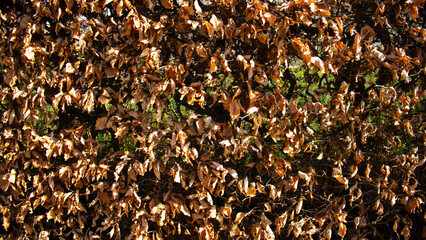 Yellow withered leaves Wallpaper background