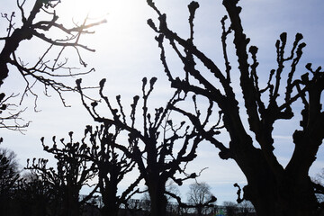 Trees silhouette and the blue sky