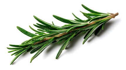 Fototapeta premium Rosemary spice twig cutout on white for healthy food 