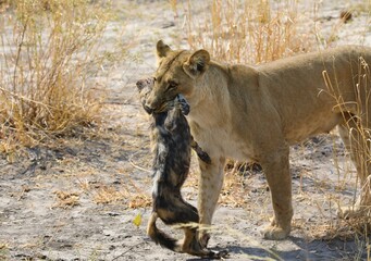 Lion cub in the savannah, holding a hyena in its mouth 