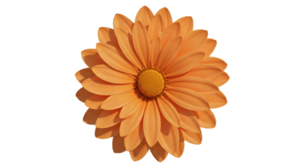 Isolated Orange Flower