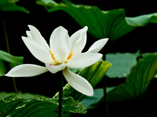 white water lily in pond