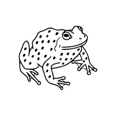 spotted frog illustration