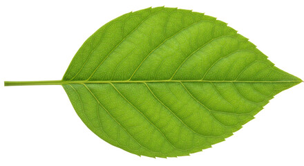 Obraz premium Isolated Green Leaf