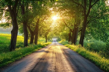 Obraz premium Sunlit country road through trees