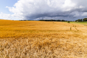 Rolling hills covered in golden wheat sway in the wind beneath a moody grey sky. A poetic landscape...