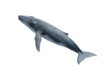 Isolated Blue Whale Majestic Marine Mammal