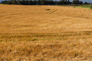 Rolling hills covered in golden wheat sway in the wind beneath a moody grey sky. A poetic landscape...