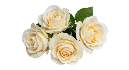 Isolated White Roses Bouquet