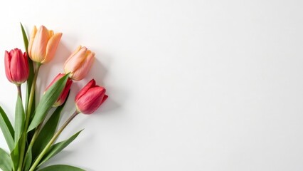 Fototapeta premium A delicate arrangement of vibrant red and soft peach tulips against a pristine white background, creating a serene and elegant floral composition perfect for a spring greeting.