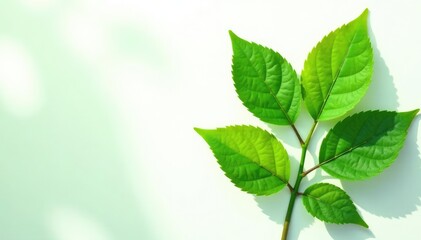 Fototapeta premium Isolated leaves on white background with subtle shadows, green, flower