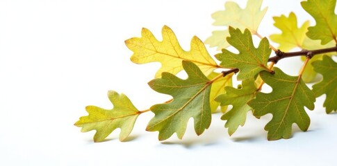 Isolated oak branches against a clean white surface, nature, wood