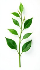 Obraz premium Isolated plant with intricate leaves and stems on a plain white surface, botanical art, greenery
