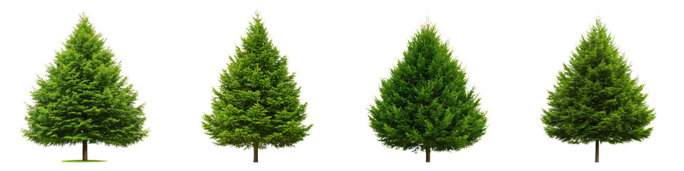 Obraz premium Cedar trees with dense foliage are beautifully arranged, showcasing their vibrant green colors and natural beauty