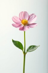 Fototapeta premium Isolated small flower on a bright white background with subtle light reflections, isolated, white