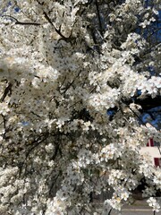 cherry blossom tree