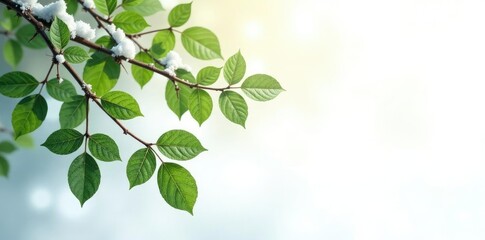 Fototapeta premium Isolated tree branches with leaves on white background, foliage, snow