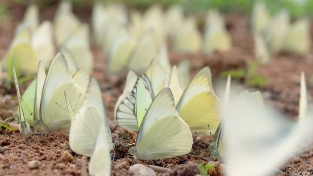 A bunch of butterflies are on the ground. They are all white. There are at least 15 butterflies