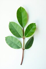 Obraz premium Single branch of a eucalyptus tree on white surface, natural, green, foliage