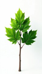 Single branch on white background, nature's texture, natural, tree, solitary