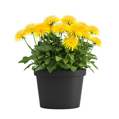 3D Potted Dandelion Plant with Bright Yellow Flower Isolated on Transparent Background