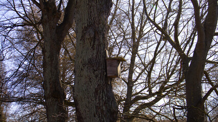 Bird house in the tree in spring forest