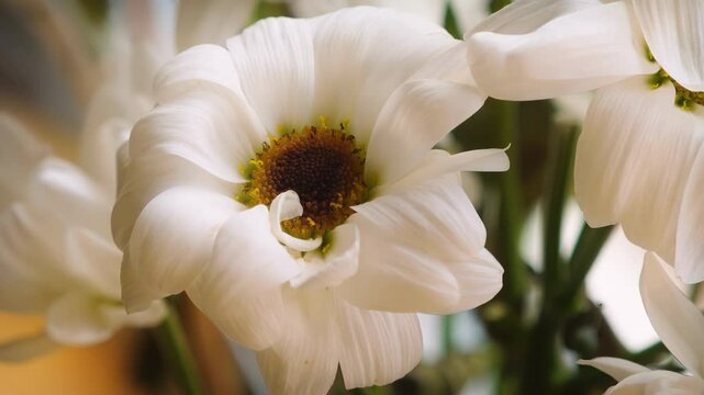 White Chrysanthemum flower extreme close up stock footage