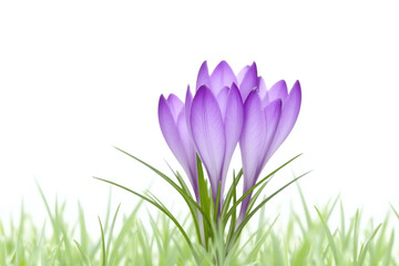 Naklejka premium purple crocuses in the grass on a white background