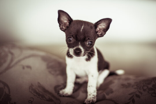 Sitting young chihuahua puppy