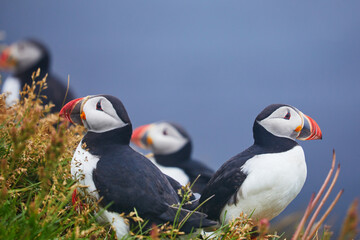 Atlantic Puffins birds or common puffins in nature background at Dirholaey in Iceland. Iceland and Norway most popular birds.