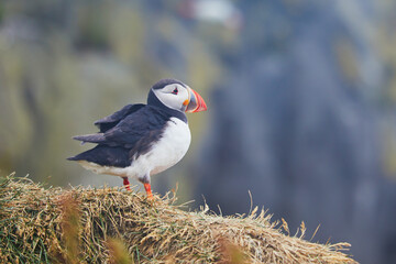 Atlantic Puffins birds or common puffins in nature background at Dirholaey in Iceland. Iceland and Norway most popular birds.