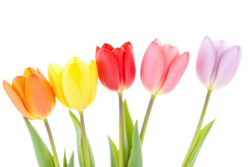 row of colorful tulips in a row on a white background