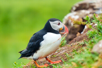 Atlantic puffin living on coast of ocean with wildflower during breeding in summer at Iceland