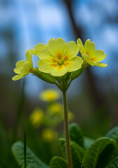 Fototapeta premium Blooming Yellow Primrose Flower in Springtime Garden Setting