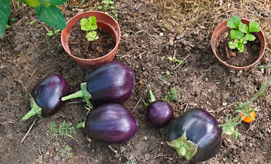 A collection of freshly harvested eggplants lying on garden soil alongside potted seedlings.