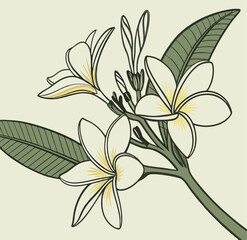 A Jasmine illustration vector template