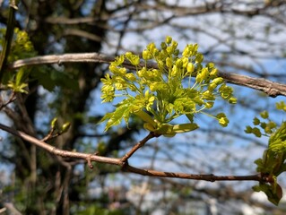 Flowers of Norway Maple (Acer platanoides)